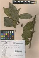 Image result for Uvaria angolensis