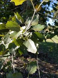 Image result for Populus ×  canescens