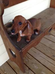 dachshund miniature dachshund dachshund puppy dackel dachshunde susse tiere