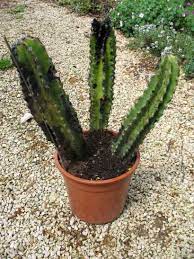 J'ai également craqué pour cette merveilleuse plante qui ne demande que très peu d'entretien. Cactus Pourri