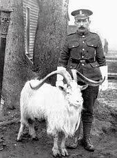 Pin By Ancient Valley Ranch On Goats Goats Animals Horses