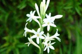 Tuberose Absolute Online Tuberose Absolute Pure Tuberose Oil Natural Tubero Tuberose Essential Oil Tuberose Garden Guide
