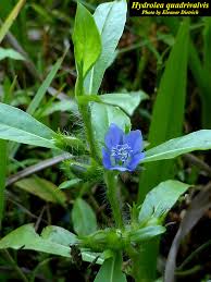 Image result for Hydrolea brevistyla