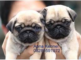 Lowest price in 30 days. Pug Pup Price In Goa Pug Puppy Price In Goa