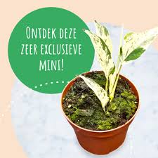 Image result for Epipremnum en casa