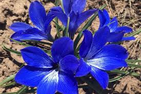 Image result for Tecophilaeaceae