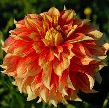 Flamethrower Item 137 Dahlia Flower Beautiful Flowers Dahlia