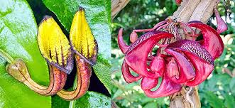 Image result for Aristolochiaceae