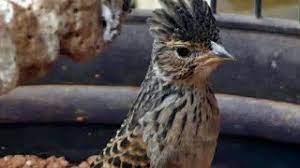 Cara menjinakkan branjangan liar, bakalan, ombyokan dalam 1 minggu dengan mudah. Kicau Burung Branjangan Gacor Jambul Untuk Masteran Youtube