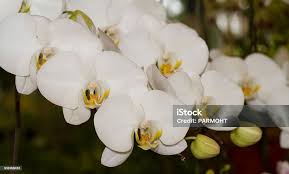 Image result for Orchidaceae