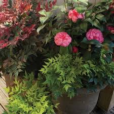 Winter Gardens Don T Have To Be Boring Take A Look At This Plant Combination Featuring Camellias And The Dyn In 2020 Southern Living Plants Plants Lemon Lime Nandina