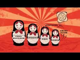 Revise mitosis, the cell cycle and how stem cells work in humans and plants for gcse biology, aqa. Gcse Bbc Bitesize Cells Revision Youtube