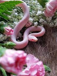 Pink Snake Https Ift Tt 2pciiff Cute Snake Pretty Snakes Cute Reptiles