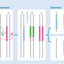 Mos mosh hose tuxen field seitenpaspel blumen design rosa. Pdf What Are Gene Drives The Science The Biology The Techniques