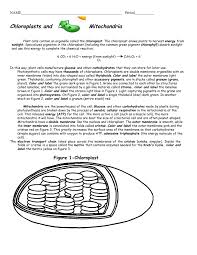 After photosynthesis, which chloroplasts are needed for, which yields oxygen and glucose, plants need to break down the glucose and they use cell respiration to do this, which happens in the mitochondria. Chloroplasts And Mitochondria Google Docs