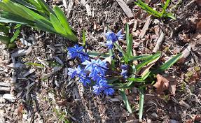 Image result for Scleria poiformis