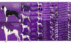 Great dane puppies for sale in united states offer from top breeders and sellers. Stud Great Danes Rose Great Danes Great Dane Breeder