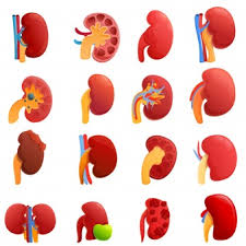 Despite the relatively low concentrations of proteinuria typical of chronic renal disease in cats, this measurement is of prognostic significance. Free Kidney Failure Vectors 30 Images In Ai Eps Format