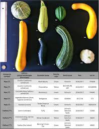 Remember that mexican spanish has a lot of diminutivos, and we use them anytime we can and for every situation. Whole Genome Resequencing Of Cucurbita Pepo Morphotypes To Discover Genomic Variants Associated With Morphology And Horticulturally Valuable Traits Horticulture Research