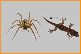 Control, pest control service for warehouse, pest control for restaurant, residential pest control service, pest herbal pest control provides customers with the highest level of pest control services in mumbai using the most up to date technologies and procedures available to this industry. Spiders Pest Control Lizards Pest Control Mumbai Thane India
