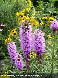 Liatris Spicata Dense Blazing Star Prairie Flower Liatris Pink Perennials
