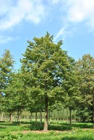 Image result for Tiliacora funifera