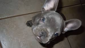 French bulldog kennel🏠 стандарт и редкие окрасы🏆 цена от 60 т.р. Puppy Scam Victim Warns Others Looking For Pets Online Whas11 Com