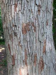 Image result for Hovenia dulcis