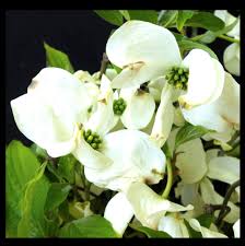 Image result for Cornaceae