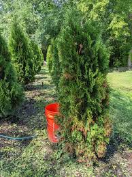 Image result for thuja drying out dead dried symptoms)