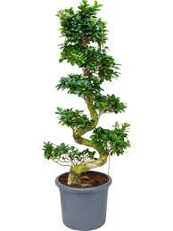 We did not find results for: Ficus Microcarpa Compacta 170 Cm Stamm S Die Palme Palmenmarkt