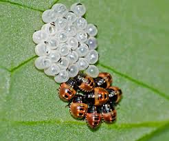 Find the perfect ladybug eggs stock photo. 10 Fascinating Facts About Ladybugs