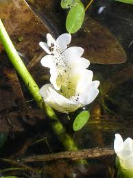 Image result for Aponogeton