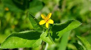Image result for Calyptocarpus vialis