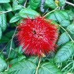 Image result for Combretum constrictum