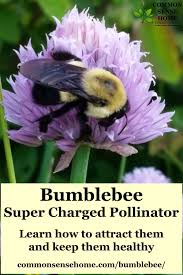 These are important flowers for bumble bees. Bumblebee Super Charged Pollinator For Your Yard And Garden