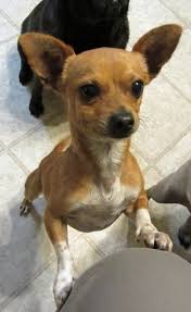 Maybe you would like to learn more about one of these? Toy Fox Terrier Cross Chihuahua Pets Lovers