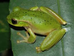 Litoria barringtonensis. Moutain Stream Tree Frog. | Tree frogs ...