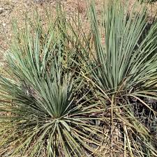 Image result for Asparagaceae