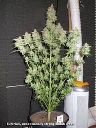 Skunk haze flowers in 70 to 84 days indoors and by early november outdoors. Was Ist Der Unterschied Zwischen Skunk Haze Und Kush