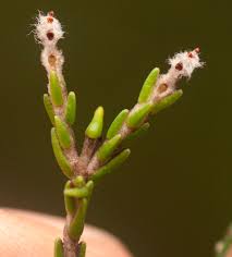 Image result for Passerina montana