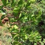 Image result for Afrocanthium mundianum