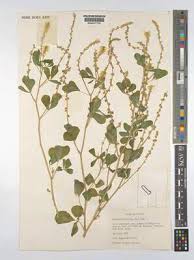 Image result for Indigofera subargentea