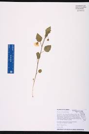 Image result for Fadogia arenicola