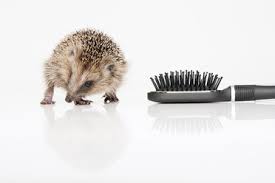The kent ladies collection offers the ultimate in hair styling. Hedgehog With Hair Brush On White Background Stockphoto