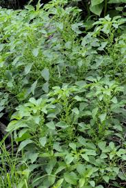 Image result for Acalypha indica