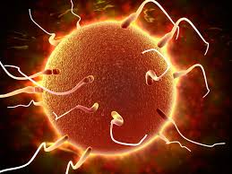 In contrast, women are born with an average 2 million egg follicles, the reproductive. Dads Pass On More Than Genetics In Their Sperm Science Smithsonian Magazine