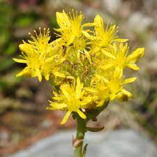 In questa sezione abbiamo raccolto le foto di fiori ed erbe spontanee scattate durante. Famiglia Delle Crassulaceae