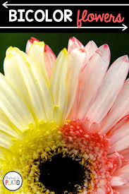 What would happen with the blue water and the yellow flower? Bicolor Flowers Kids Science Playdough To Plato