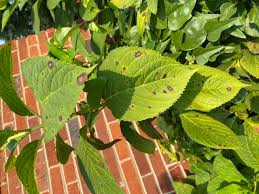 Image result for Cercospora hydrangea